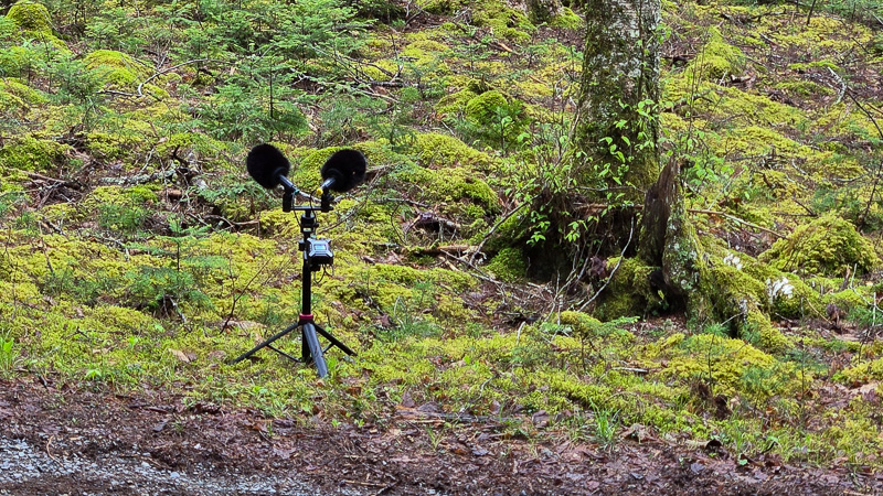Zoom F3 in the forest
